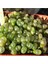 Conophytum Praesectum Sukulent Tohumu 1