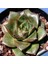 Echeveria Purpusorum Sukulent Tohumu 1