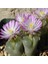 Conophytum Lydiae Sukulent Tohumu 1