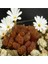 Conophytum Pellucidum Ssp Cupreatum Sukulent Tohumu 1