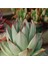 Echeveria Agavoides V Maria Sukulent Tohumu 1