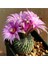 Turbinicarpus Pseudopectinatus Kaktüs Tohumu 1