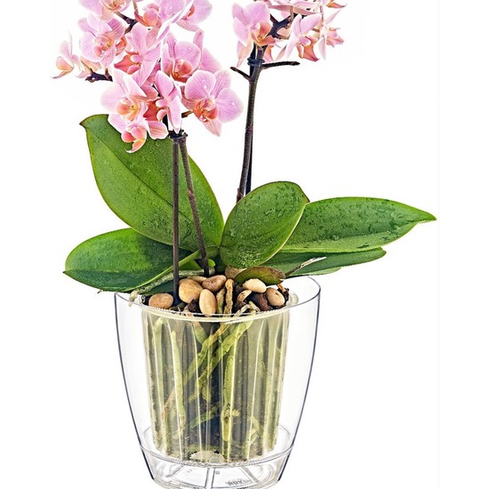 Viola Orkide Saksısı Şeffaf Saksı 1,5 Litre