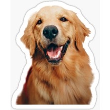 Golden Retriever Köpek Sticker Araba Oto Leptop 17CM A7