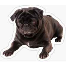 Pug Irkı Cinsi Köpek Sticker Araba Oto Leptop 17CM B6