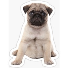 TSC Pug Irkı Cinsi Köpek Sticker Araba Oto Leptop 17CM B8