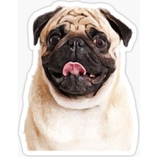 Pug Irkı Cinsi Köpek Sticker Araba Oto Leptop 17CM F3