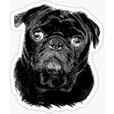 Pug Irkı Cinsi Köpek Sticker Araba Oto Leptop 17CM N1