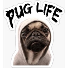 Pug Irkı Cinsi Köpek Sticker Araba Oto Leptop 17CM N9