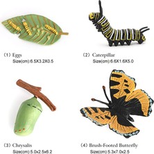 Honeyge Kelebek Yaşam Döngüsü Katı Plastik Oyuncak Vahşi Hayvan Böcek Büyüme Döngüsü Öğretim Yardımı (Yurt Dışından)