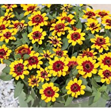 Zinnia Sarı Kırmızı Renkli - Mini Çok Çiçekli ( 8 Tohum )