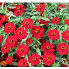 Zinnia Kırmızı Renkli - Mini Çok Çiçekli ( 8 Tohum )