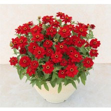 Zinnia Kırmızı Renkli - Mini Çok Çiçekli ( 8 Tohum )