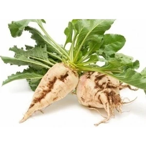 Getar Seeds Şeker Pancarı Tohumu (10 Gr)