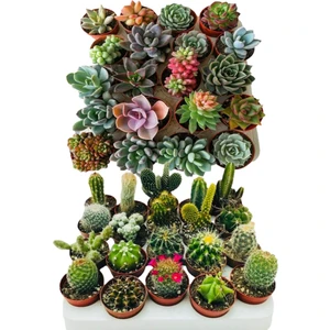 Egzotik Bahçe Egzotikbahçe 10 Adet 5+5 Kaktüs Sukulent Mix Dolgun Formlu Çeşit