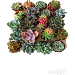 Egzotik Bahçe Egzotikbahçe Sukulent Seti 10 Adet Farklı Succulent Mix Dolgun Formlu Çeşit