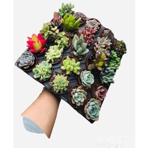 Egzotik Bahçe Egzotikbahçe Sukulent Seti 10 Adet Farklı Succulent Mix Dolgun Formlu Çeşit