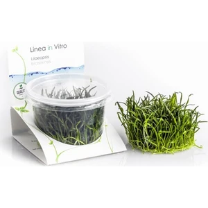 İthal Bitki Lilaeopsis Brasiliensis In Vitro 200CC Canlı Bitki