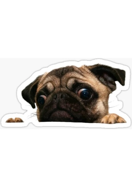 Pug Irkı Cinsi Köpek Sticker Araba Oto Leptop 17CM N4