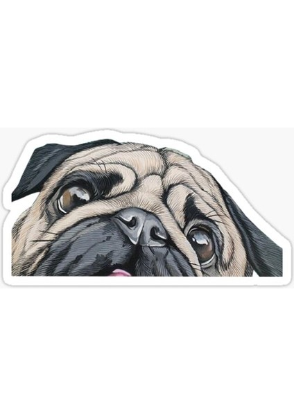 Pug Irkı Cinsi Köpek Sticker Araba Oto Leptop 17CM N7