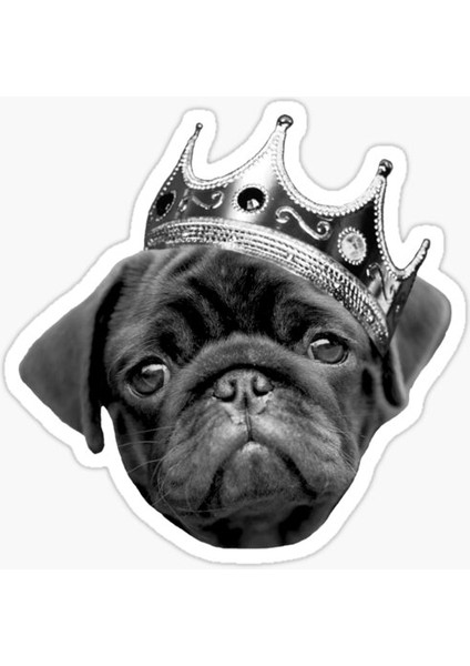 Pug Irkı Cinsi Köpek Sticker Araba Oto Leptop 17CM Z7