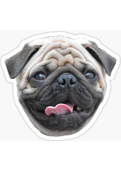 Pug Irkı Cinsi Köpek Sticker Araba Oto Leptop 17CM Z8