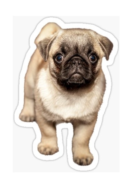 Pug Yavru Cinsi Köpek Sticker Araba Oto Leptop 17CM A3