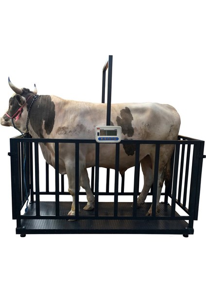 Bhb 100X200 cm 2000 Tonluk Büyükbaş Hayvan Baskülü