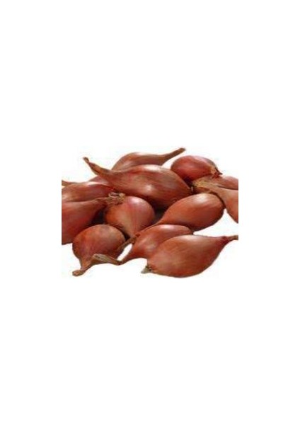Iska Soğan Tohumu 5 kg (Büyük Boy) fiyatları