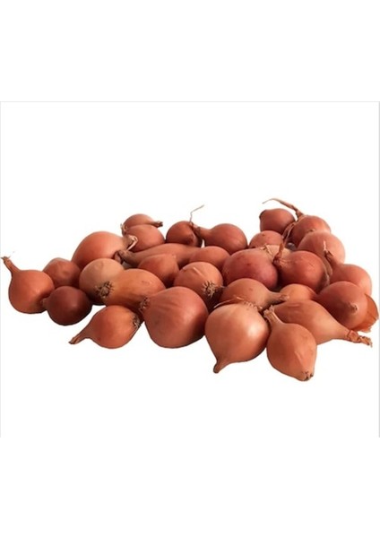 Iska Soğan Tohumu 1kg (Büyük Boy)