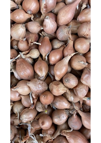 Iska Soğan Tohumu 1kg (Büyük Boy) fiyatları