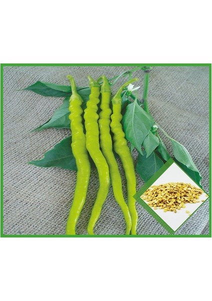 Çorbacı Sarı Sivri Biber Tohumu fiyatları