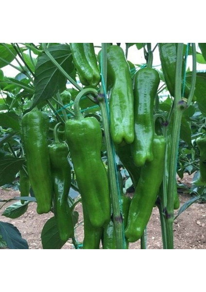 Mazamort Biber Tohumu modelleri