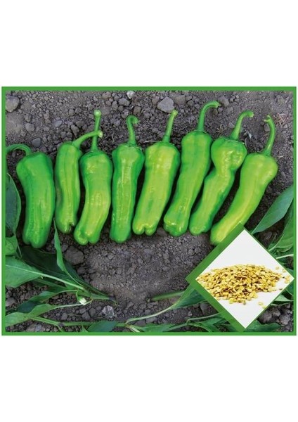 Mazamort Biber Tohumu fırsatları