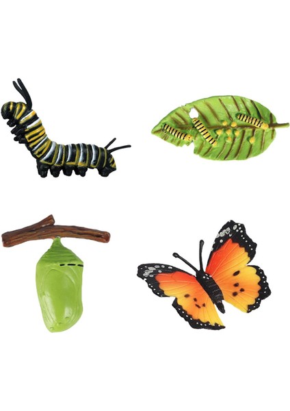 Çocuklar Böcek Yaşam Döngüsü Kelebek Büyüme Playset Hayal Gibi Iogy Oyuncaklar B (Yurt Dışından)