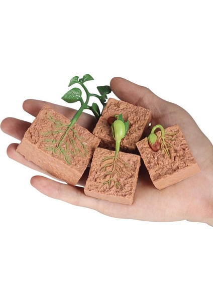 Doğa Bitki Büyüme Playset Okul Öncesi Öğrenme Hayal Gücü Oyuncaklar (Yurt Dışından)