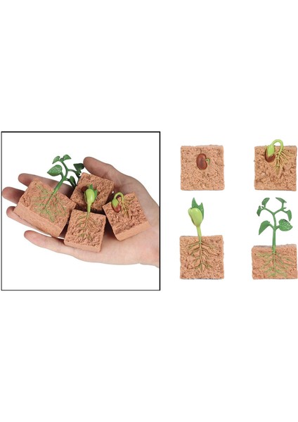Doğa Bitki Büyüme Playset Okul Öncesi Öğrenme Hayal Gücü Oyuncaklar (Yurt Dışından)