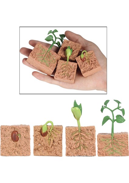 Doğa Bitki Büyüme Playset Okul Öncesi Öğrenme Hayal Gücü Oyuncaklar (Yurt Dışından)