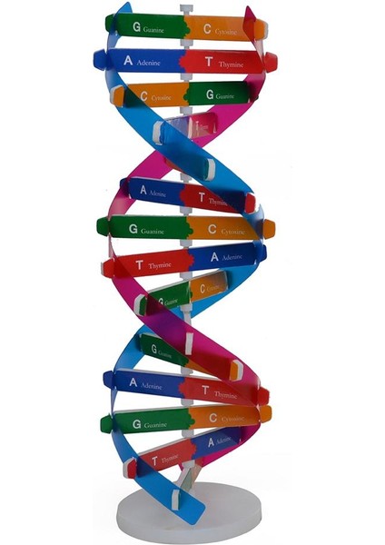 Çocuklar Dna Modeli Çift Helix Modeli Bilim Popülerlik Oyuncak Dıy Montaj (Yurt Dışından)
