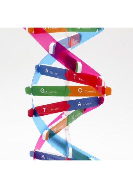 Çocuklar Dna Modeli Çift Helix Modeli Bilim Popülerlik Oyuncak Dıy Montaj (Yurt Dışından)