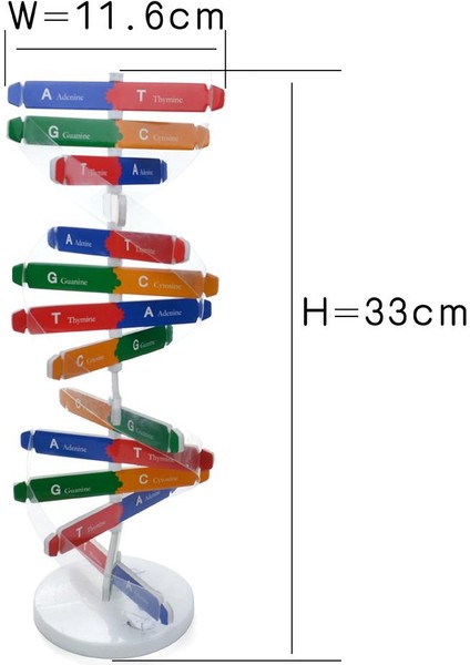 Çocuklar Dna Modeli Çift Helix Modeli Bilim Popülerlik Oyuncak Dıy Montaj (Yurt Dışından)