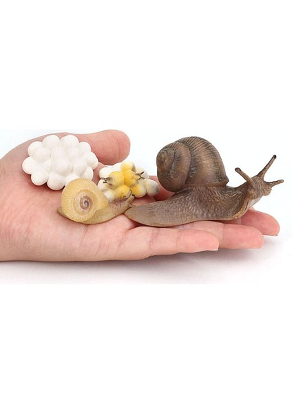 El Boyalı Salyangoz Büyüme Yaşam Döngüsü Playset Çocuk Öğrenme Hayal Gücü Oyuncaklar (Yurt Dışından)