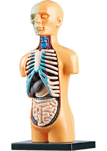 Insan Vücudu Torso Modeli Gerçekçi Meclis Eğitim Öğrenme Oyuncaklar 7+ Yaş (Yurt Dışından)