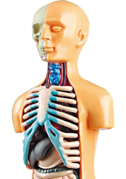 Insan Vücudu Torso Modeli Gerçekçi Meclis Eğitim Öğrenme Oyuncaklar 7+ Yaş (Yurt Dışından)