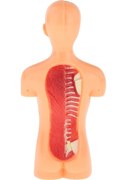 Insan Vücudu Torso Modeli Gerçekçi Meclis Eğitim Öğrenme Oyuncaklar 7+ Yaş (Yurt Dışından)