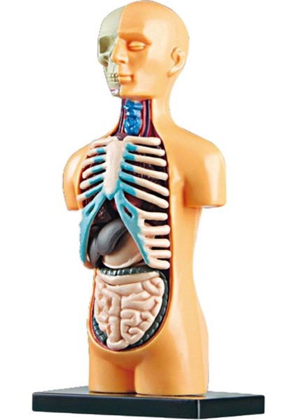 Insan Vücudu Torso Modeli Gerçekçi Meclis Eğitim Öğrenme Oyuncaklar 7+ Yaş (Yurt Dışından)