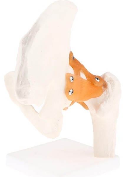 Ligaments, Femur, Kalça Kemik ve Esnek Ligaments Ile Insan Kalça Eklemi Modeli (Yurt Dışından)