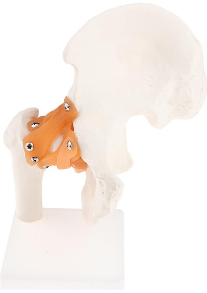 Ligaments, Femur, Kalça Kemik ve Esnek Ligaments Ile Insan Kalça Eklemi Modeli (Yurt Dışından)