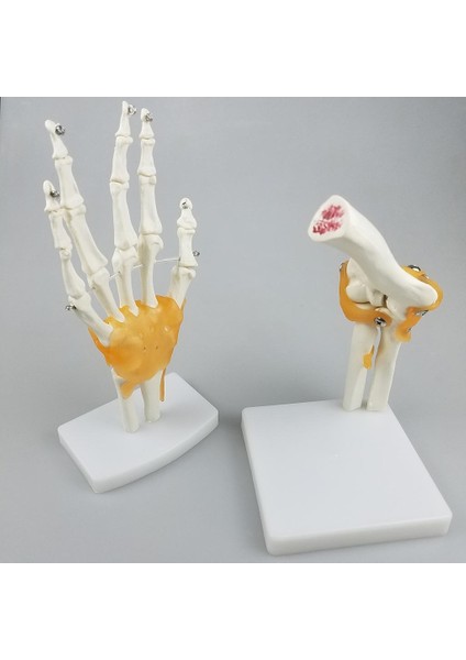 Yaşam Boyutu Anatomik Insan Dirsek Kemik Ortak Modeli - Yardım (Yurt Dışından) fırsatları