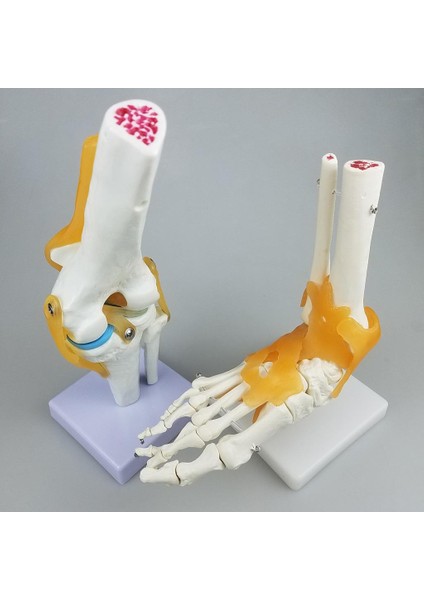 Yaşam Boyutu Anatomik Insan Dirsek Kemik Ortak Modeli - Yardım (Yurt Dışından) indirimleri